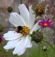 Bombus pyrosoma