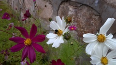 Bombus pyrosoma