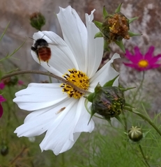 Bombus pyrosoma