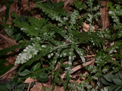Pteris dimorpha
