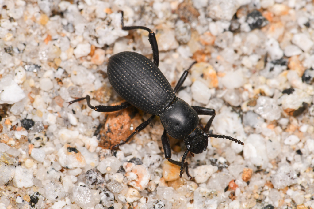 Cerenopus concolor