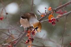 Coccothraustes coccothraustes
