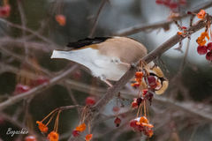 Coccothraustes coccothraustes
