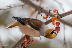 Coccothraustes coccothraustes