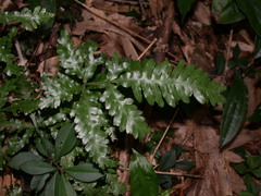 Pteris dimorpha
