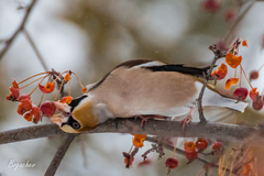 Coccothraustes coccothraustes