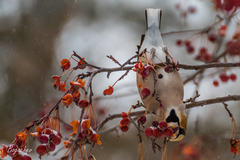 Coccothraustes coccothraustes