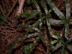 Pteris cadieri