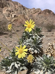 Enceliopsis covillei