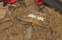 Gerosis phisara