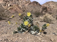 Enceliopsis covillei