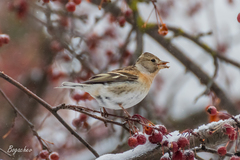 Fringilla montifringilla