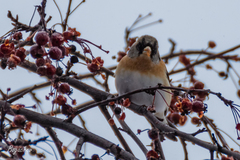 Fringilla montifringilla