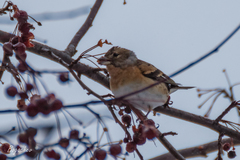 Fringilla montifringilla