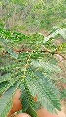 Mimosa tenuiflora