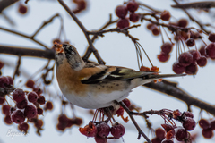 Fringilla montifringilla
