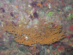 Bebryce sulfurea