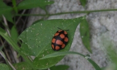 Botanochara decempustulata