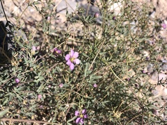 Fagonia laevis