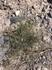 Fagonia laevis