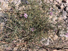 Fagonia laevis