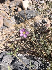 Fagonia laevis