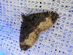 Xanthorhoe muscicapata