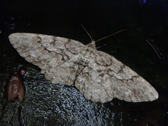 Hypomecis kuriligena