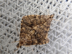 Nacoleia satsumalis