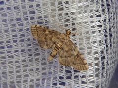 Nacoleia satsumalis