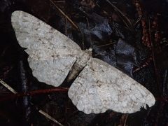 Hypomecis kuriligena