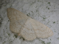 Scopula ignobilis