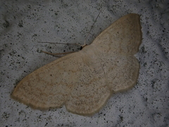 Scopula semignobilis