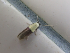 Opogona nipponica