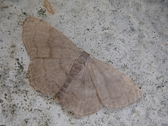 Scopula plumbearia