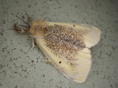 Kuromondokuga niphonis