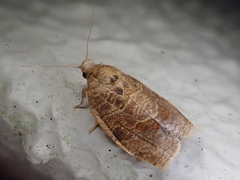 Choristoneura longicellana