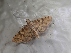 Nacoleia satsumalis
