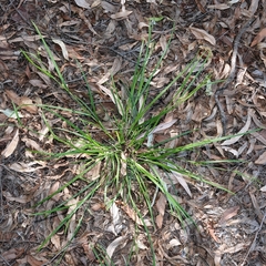 Scleria mackaviensis