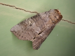 Tethea ampliata