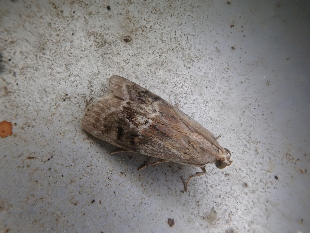 Acrobasis hollandella