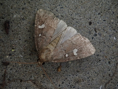 Acosmetia biguttula