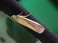 Oncocera semirubella