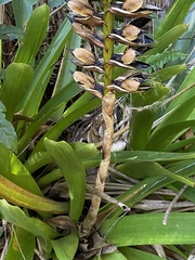 Vriesea macrostachya