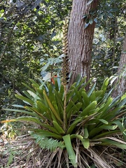 Vriesea macrostachya