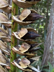 Vriesea macrostachya