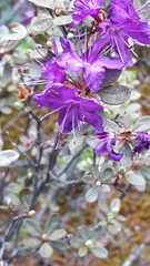 Rhododendron parvifolium