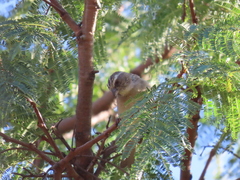 Crithagra gularis gularis