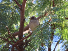 Crithagra gularis gularis