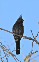 Phainopepla nitens